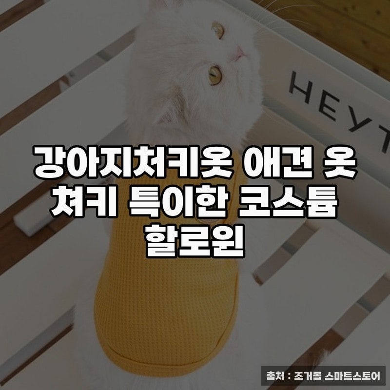 강아지처키옷으로 꾸미는 특별한 할로윈 모습