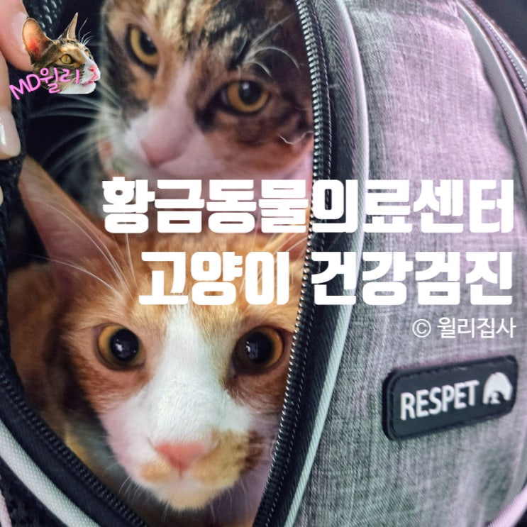  대구24시동물병원 황금동물의료센터 고양이 종합 건강검진