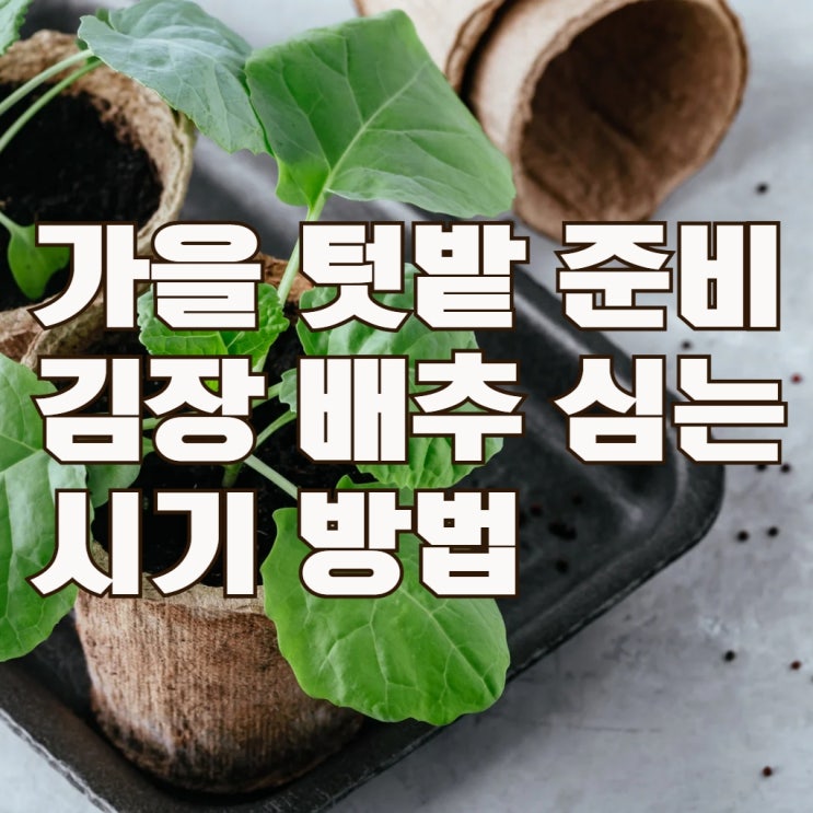  가을 텃밭 준비, 김장 배추 심는 시기(파종 시기)와 재배 방법 노하우 총정리