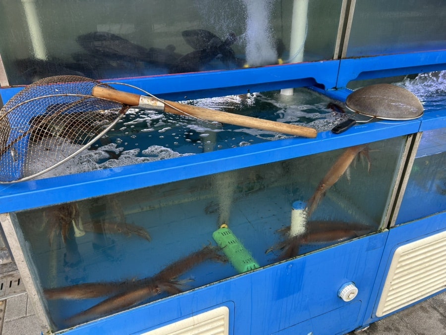 신선한 산 오징어촌 사진 2
