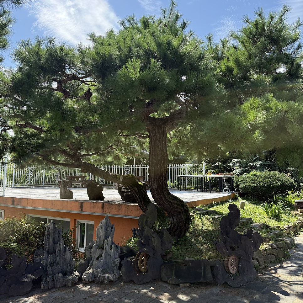 까사로마 사진 4