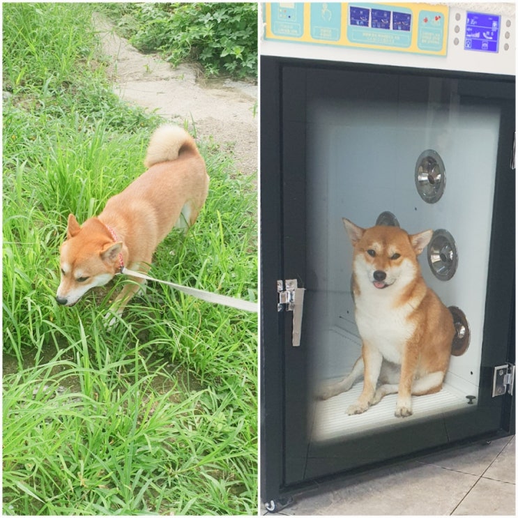  시바견과 함께하는 중랑 장미공원 산책길 중랑천 황화코스모스