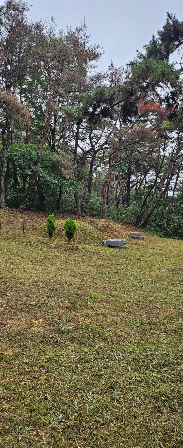  울산북구상안동 산64 봉분9기 220평 벌초제초대행("울산벌초대행")