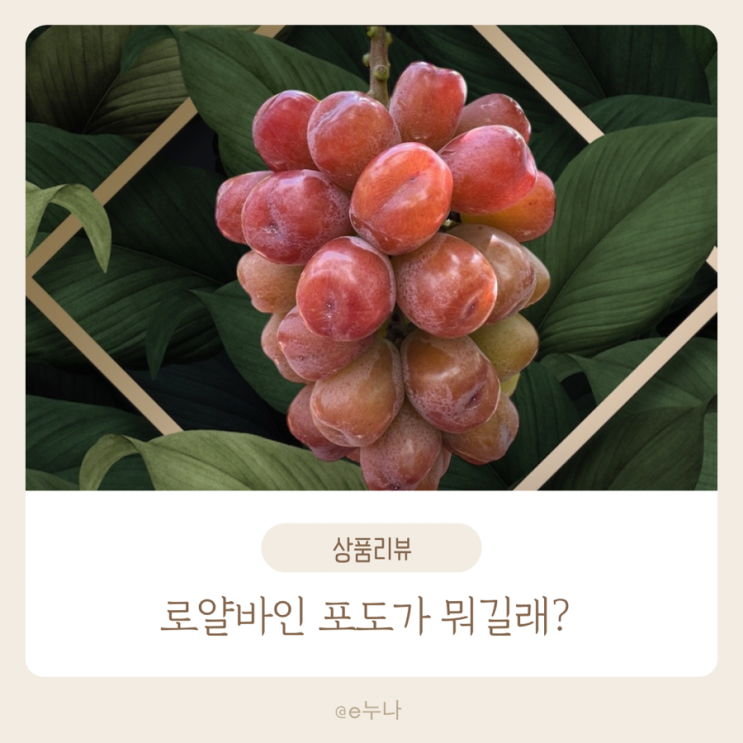  국내 첫 유통! 로얄바인 포도란? 당도·식감·가격·효능 총정리