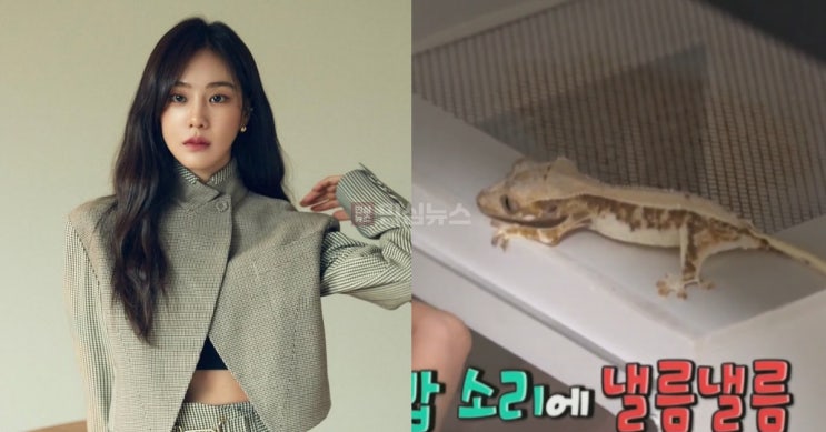 배우 <b>한지은</b>, 반려 <b>도마뱀</b> 공개 후 동물<b>학대 의혹</b>…“기아... 