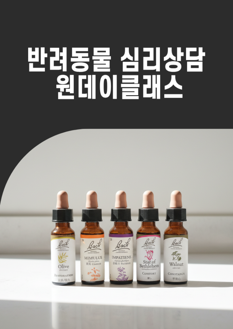  반려동물 심리상담 원데이클래스