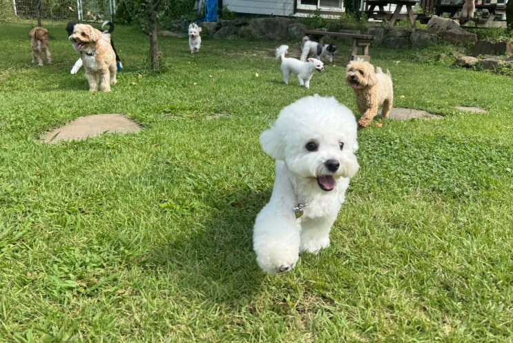  잠실 강아지 호텔 :) 긴 연휴에도 믿을 수 있는 라드독 애견호텔