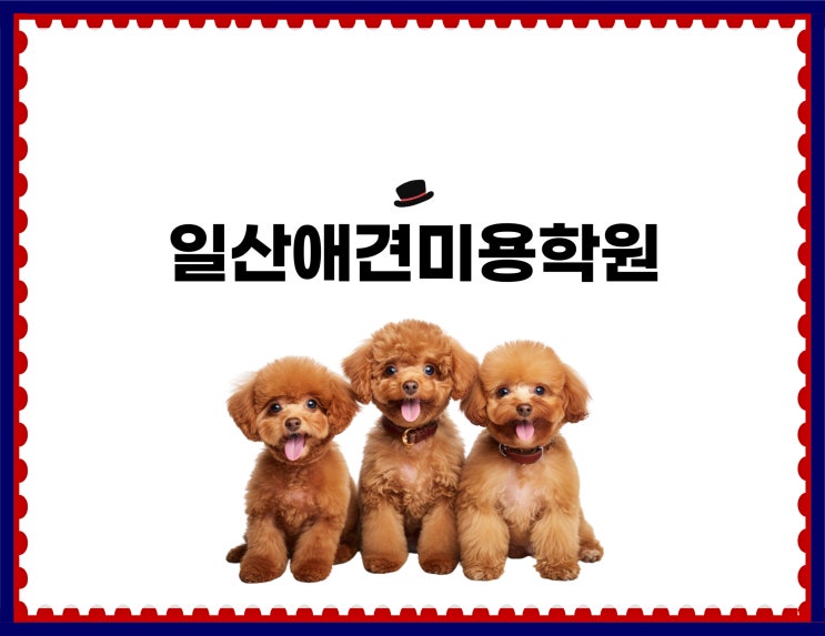  일산애견미용학원 추천! 이바우펫 일산지사에서 배우는 실전 미용 꿀팁