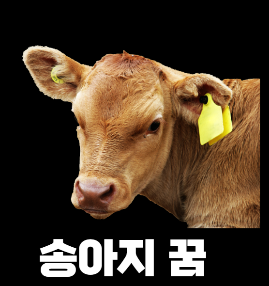송아지꿈 길몽인지 흉몽인지 궁금하다면~