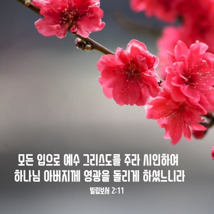  빌립보서 2장 11절/주님의 이름만 높이는 삶