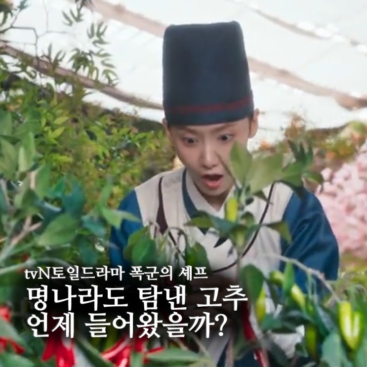 <b>폭군의 셰프</b> 명나라도 탐낸 고추, 언제 조선에 왔을까