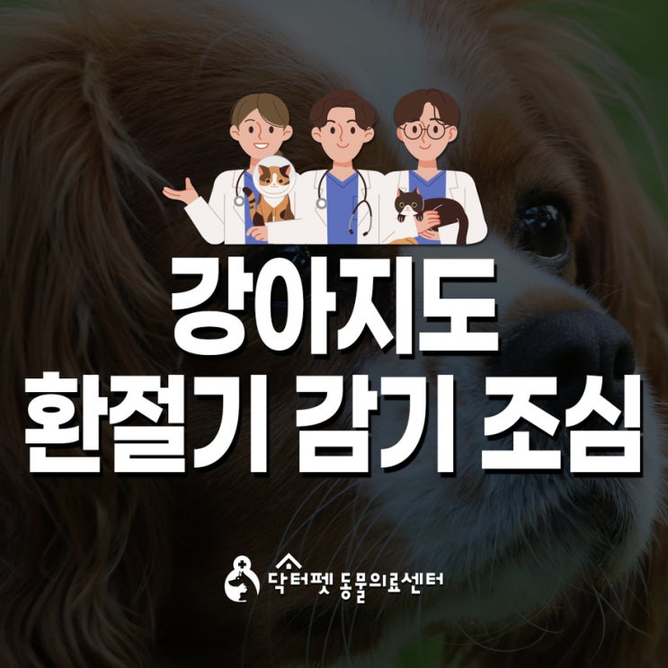  강아지도 환절기 감기 조심 부산 노령견 내과 동물병원 켄넬코프