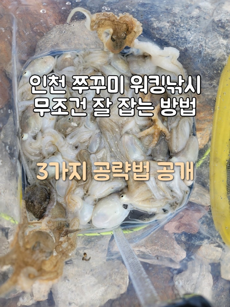  인천 시화방조제 쭈꾸미 낚시 잘잡는 방법 완벽한 세가지