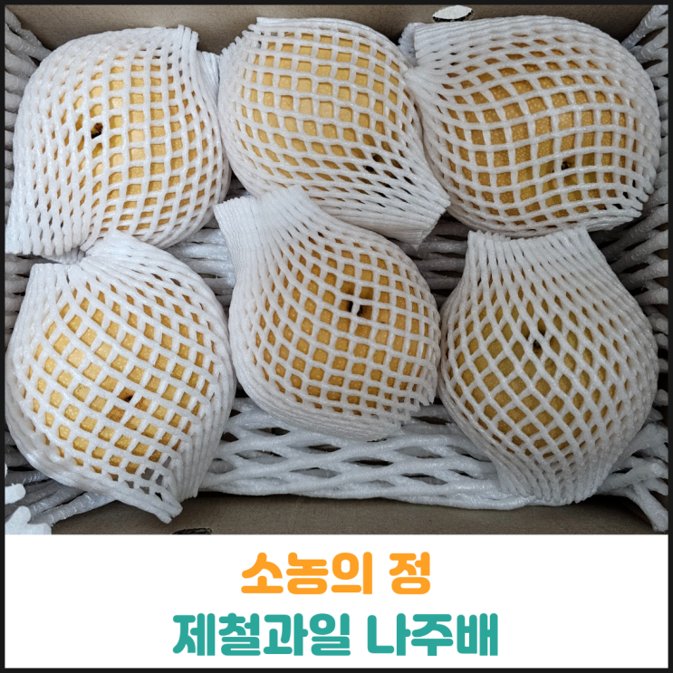  소농의 정 제철과일 나주배 후기