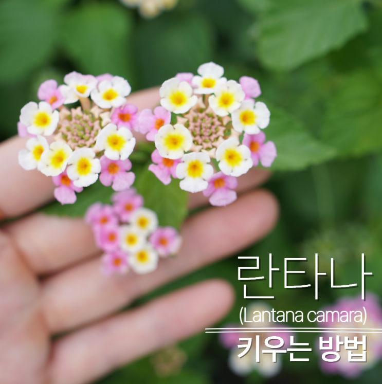  란타나 키우기 꽃 꽃말 가지치기 열매