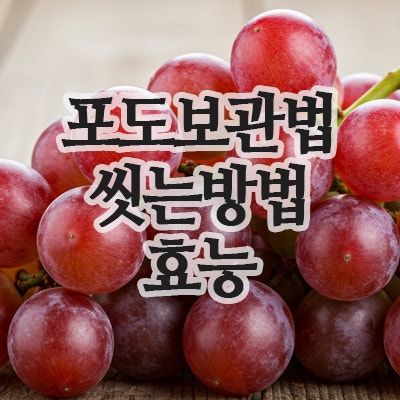  포도 보관법, 세척 방법, 효능까지 한눈에 정리