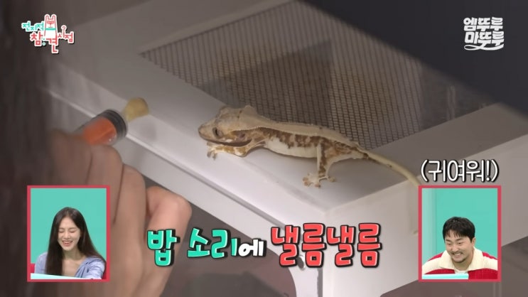 <b>한지은</b> 반려 <b>도마뱀 학대 논란</b>, 뼈까지 드러난 충격적 모습에... 