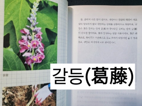 Kikeuneunnamu photo 2