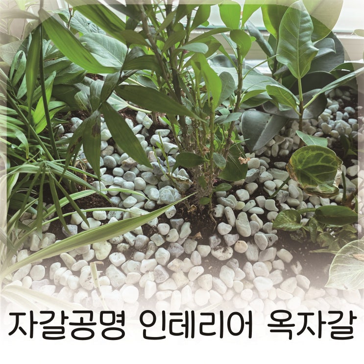  화분꾸미기자갈과 어항꾸미기 모두 가능한 조약돌 감성,옥자갈 추천