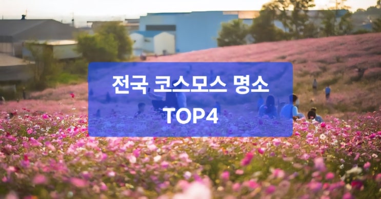  “가을엔 역시 코스모스! 전국 코스모스 명소 4곳 정리”