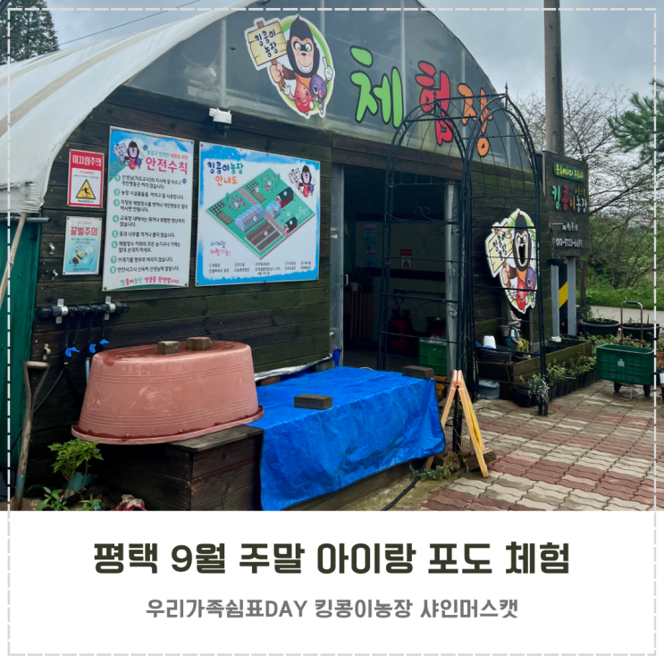  평택 주말 아이랑 킹콩이농장 포도따기 체험 후기