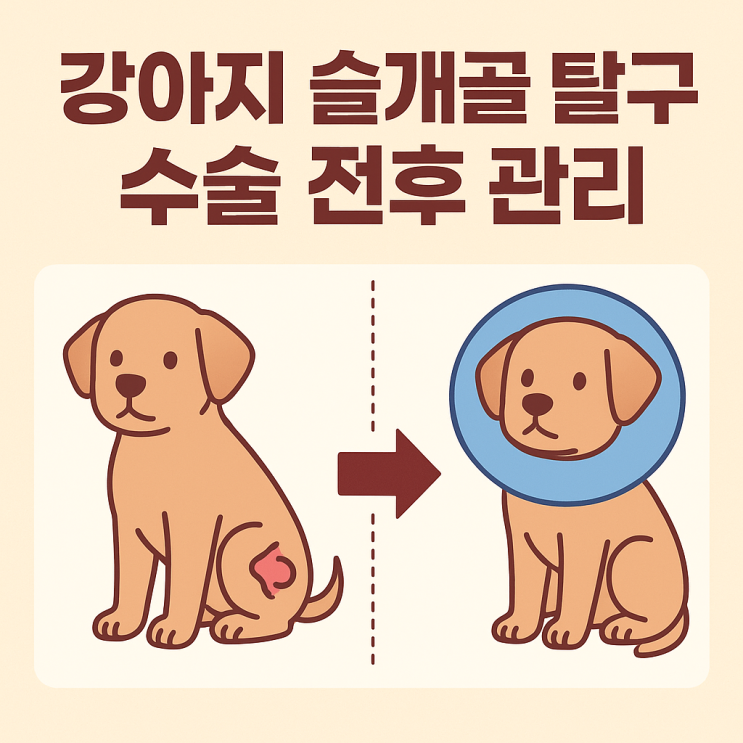  강아지 슬개골 탈구 수술 전후 관리 총정리