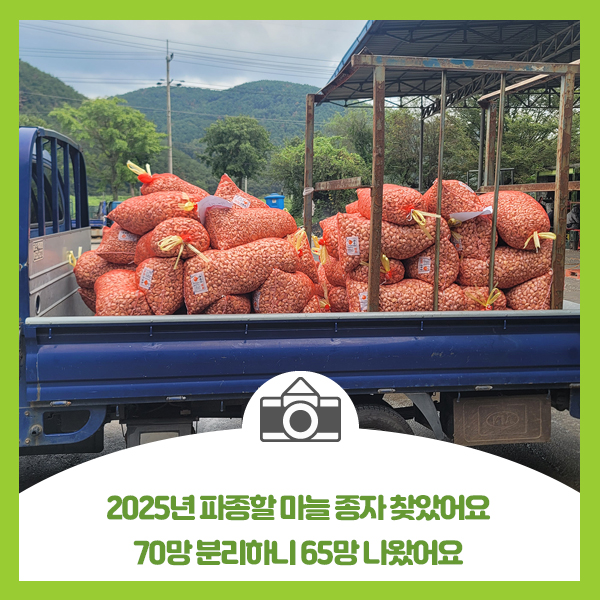  2025년 파종할 마늘 종자 찾았어요 70망 분리하니 65망 나왔어요