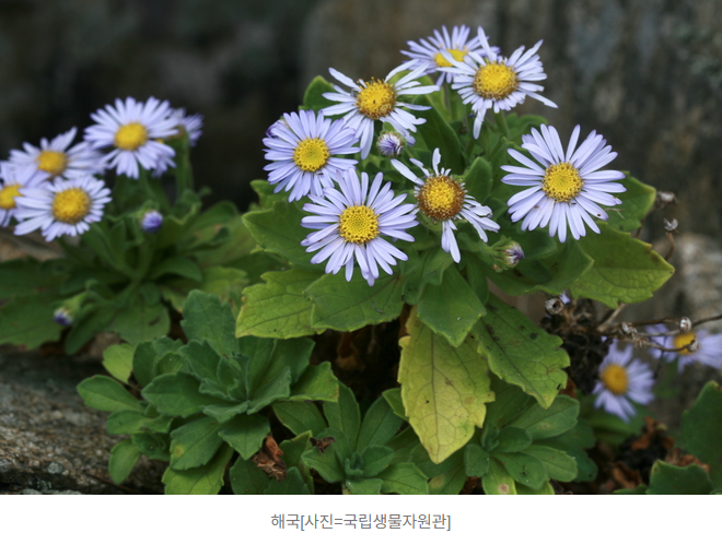  “생리통에 해국 한 그릇”…과학이 입증한 놀라운 효과 