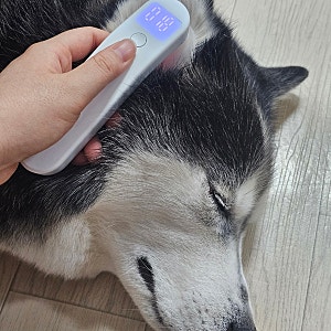 강아지 귓병 자주 생긴다면? 강아지 귀염증 예방하는 디어버즈 내돈내산 사용후기!