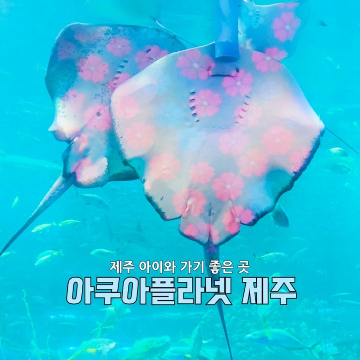  제주도 가볼만한곳 아쿠아플라넷 제주, 4살 아이랑 다녀온 찐후기