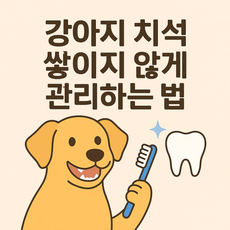  강아지 치석 쌓이지 않게 관리하는 법
