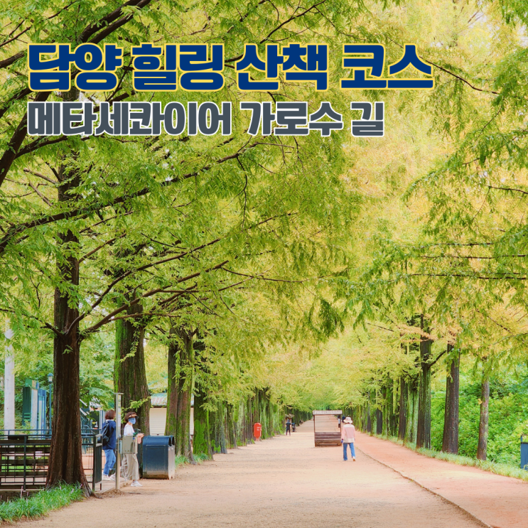  담양 메타세콰이어 가로수길 주차 입장료 전남 여행지 산책하기 좋은 가볼만한 곳