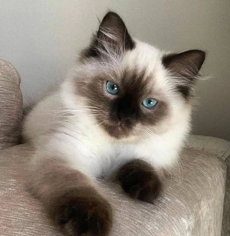 고양이 종류 렉돌 고양이 성격 랙돌 분양 가격 특징