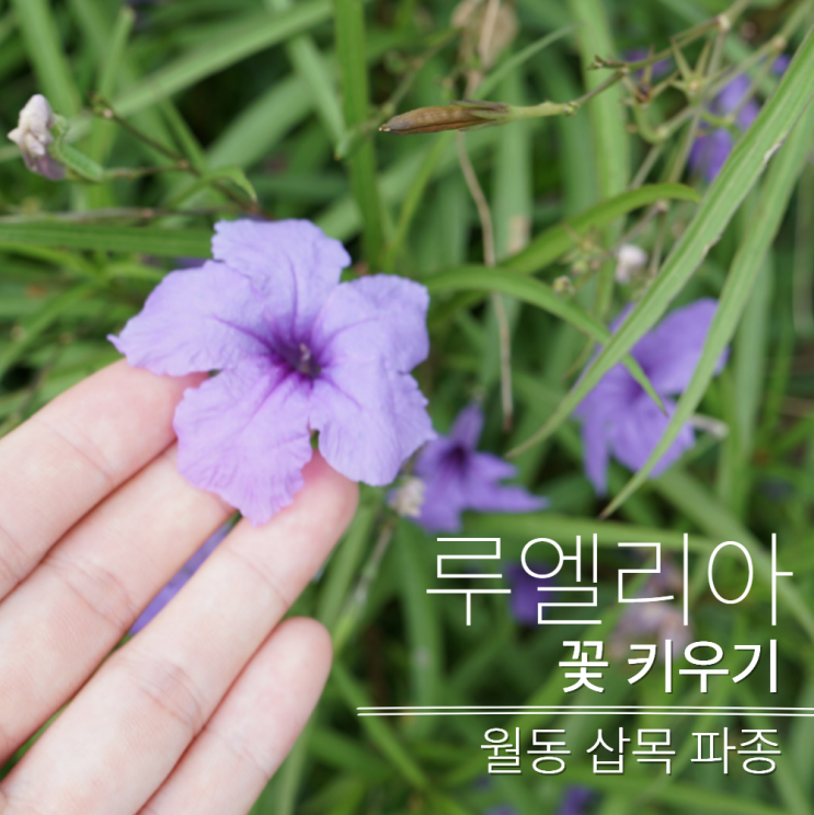  루엘리아 꽃 키우기 월동 삽목 우창꽃