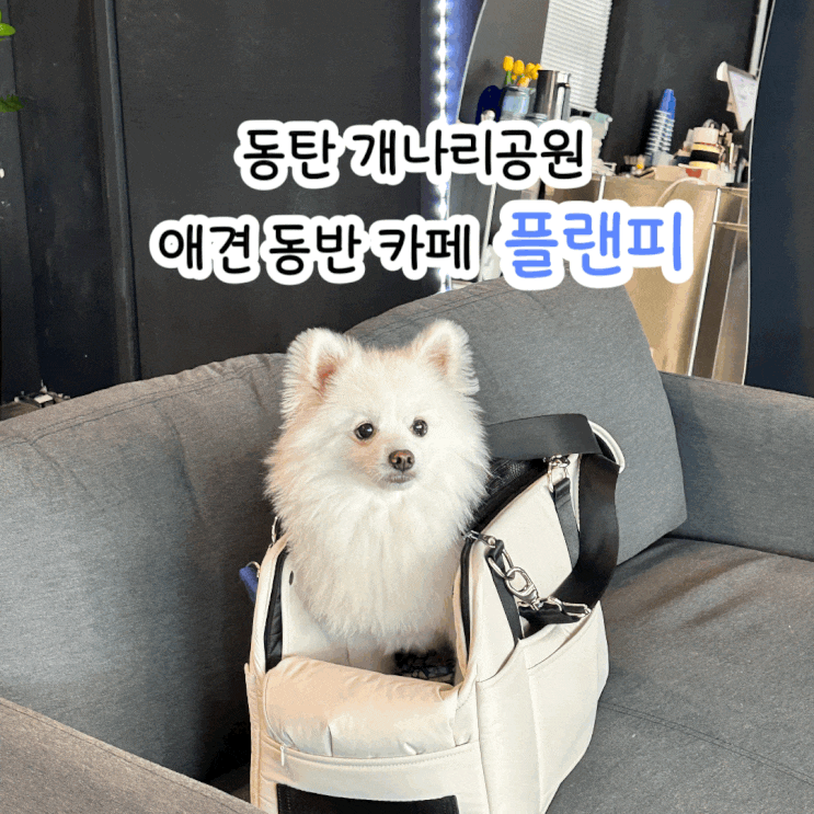  동탄 개나리공원 애견 동반 카페 버터바가 맛있는 플랜피