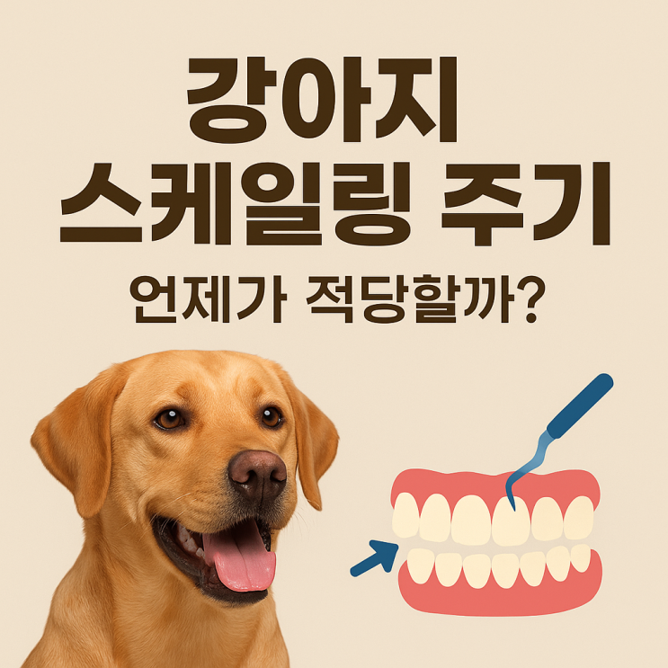  강아지 스케일링 주기, 언제가 적당할까?