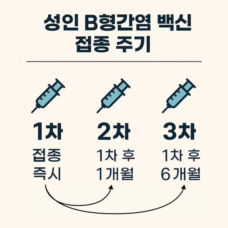 B형간염예방접종 주기와 성인 필요 대상 (B형간염항체 음성인 사람 주목!)