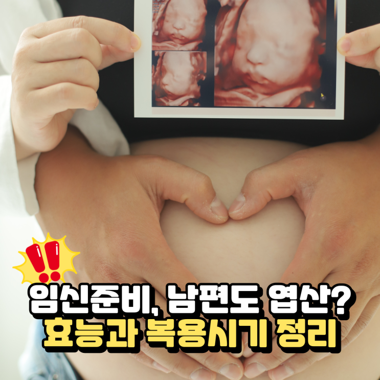  남자 엽산 효능과 임신준비에 좋은 활성엽산, 복용시기 정리