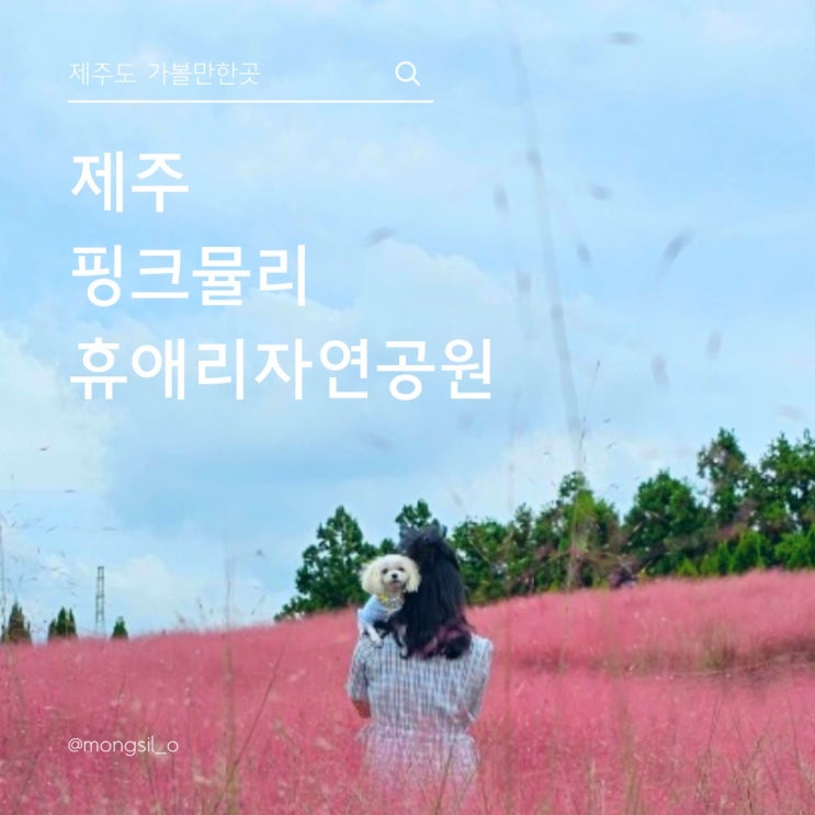  제주 핑크뮬리 분홍빛 물결, 휴애리자연공원 애견동반 제대로 즐기기