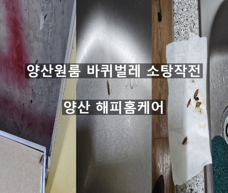  양산원룸 바퀴벌레 방역 8평 원룸 싱크대 상부장 하부장 바퀴벨레 시체가 수두룩~양산해피홈케어