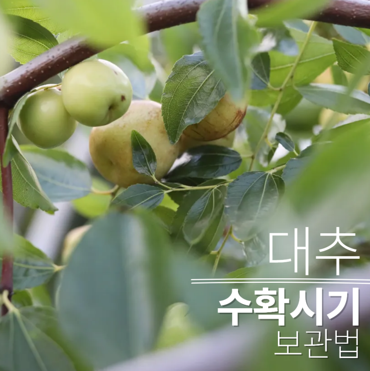  대추 수확시기 말리는법 보관법