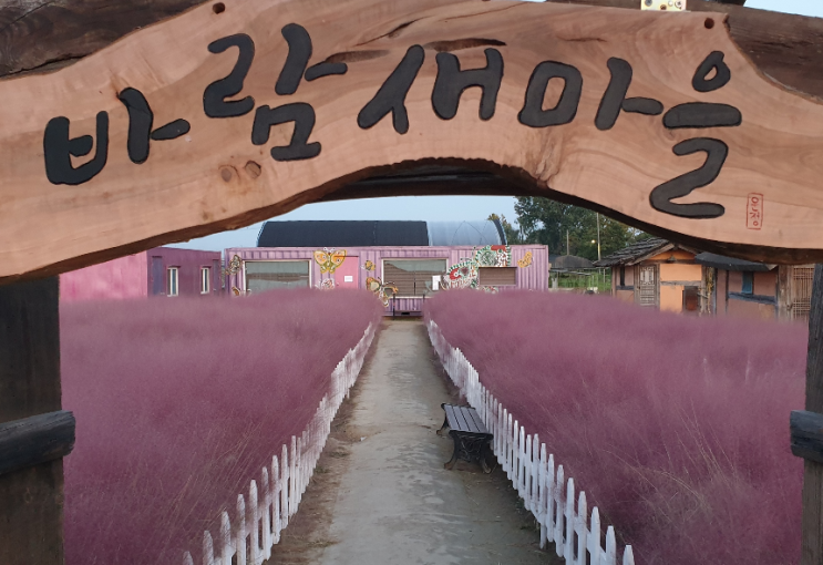  평택 핑크뮬리 명소 '바람새마을', 완벽한 가을 소풍 코스! (주차, 맛집 총정리)