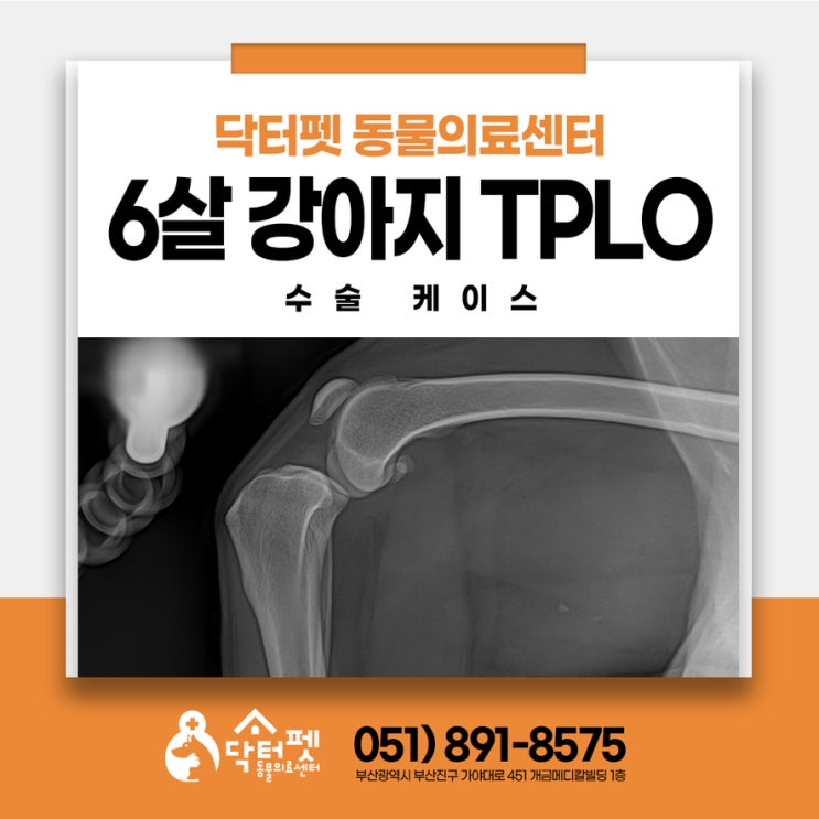  6살 코카스파니엘 TPLO 강아지 십자인대수술 부산동물병원