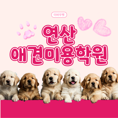  연산애견미용학원 선택 전 꼭 알아야 할 것