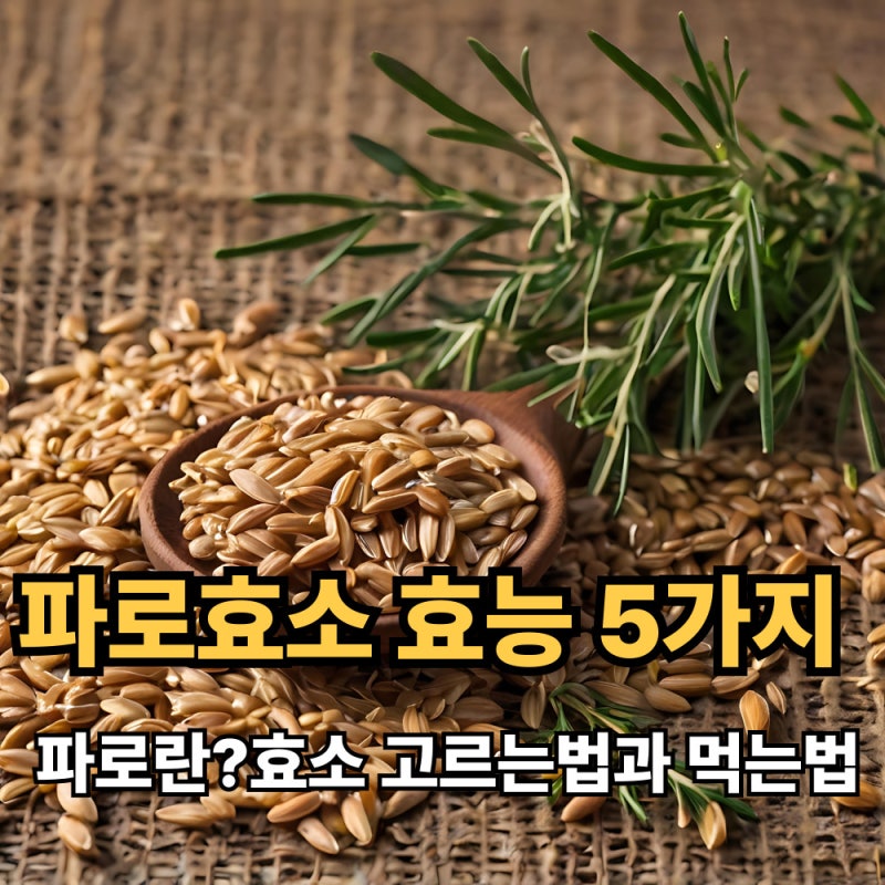 파로효소먹는법!! 고대곡물 파로, 파로효소 효능 5가지, 부작용과 섭취 방법