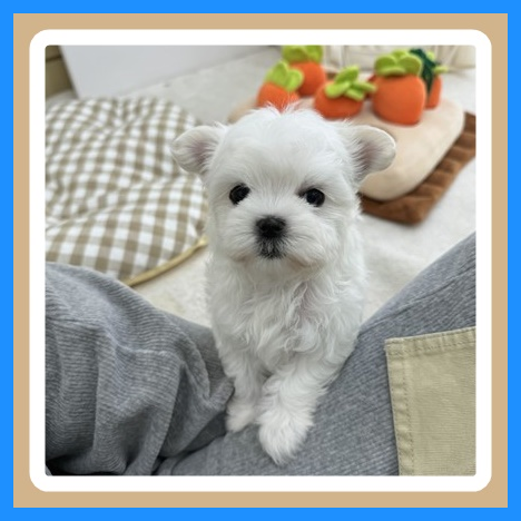 봄소풍 사진 2