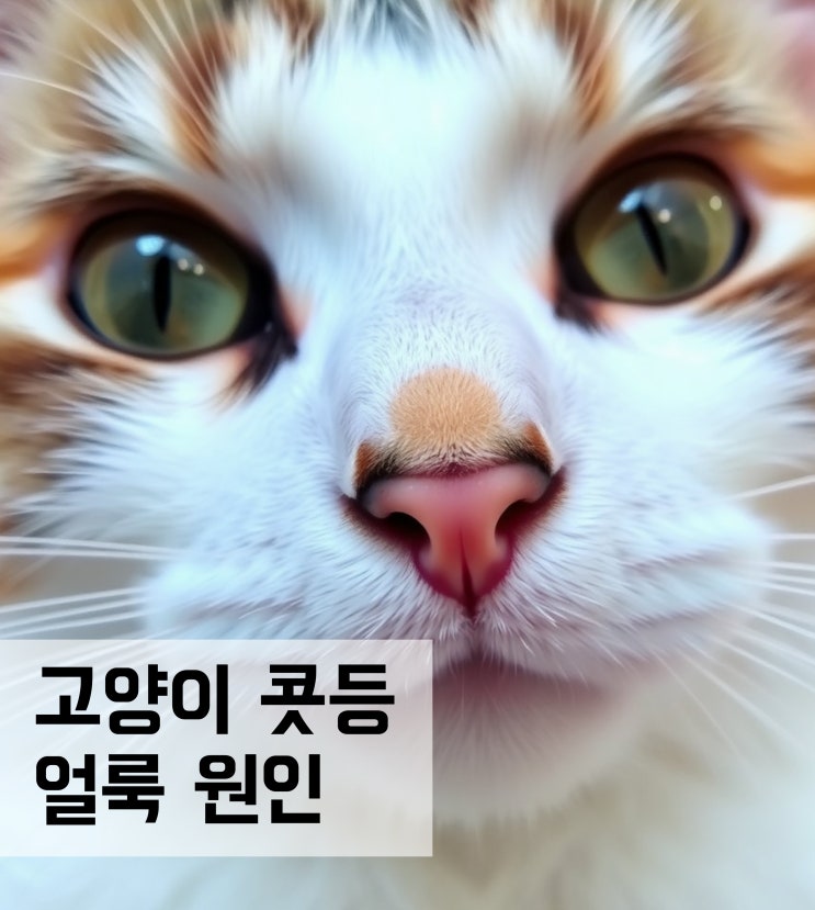  고양이 콧등 얼룩 원인? 링 웜?