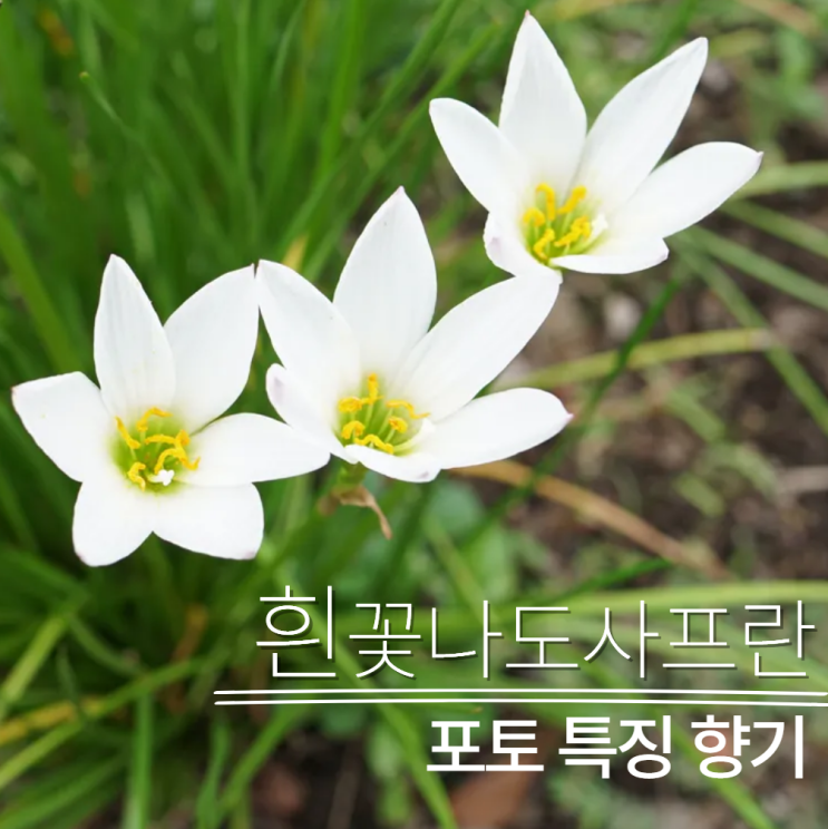  흰꽃나도사프란 포토 향기?