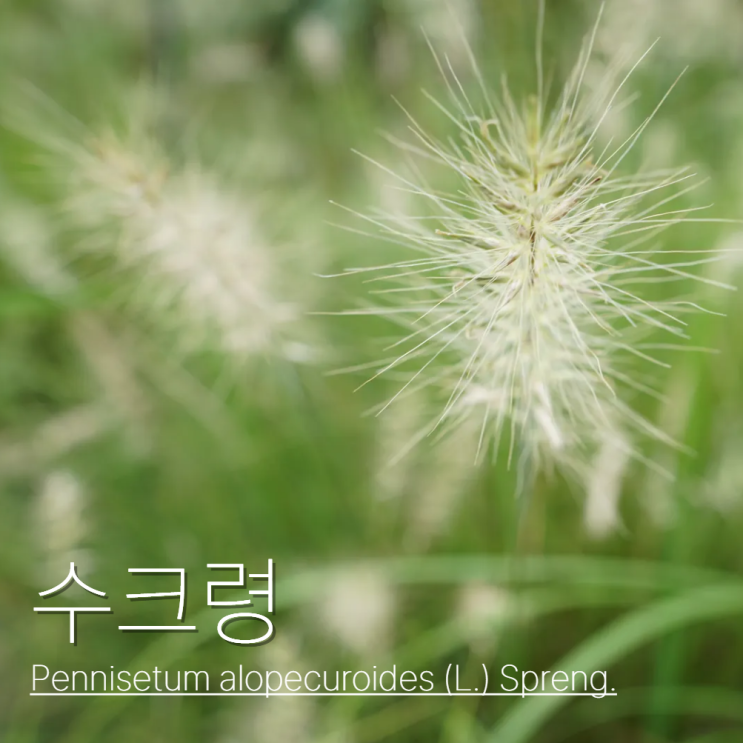  수크령 포토 강아지풀 차이?