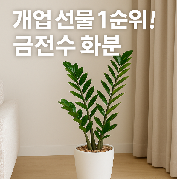  금전수 키우기 & 개업 선물 추천! 실시간 배송 사진으로 확인하세요